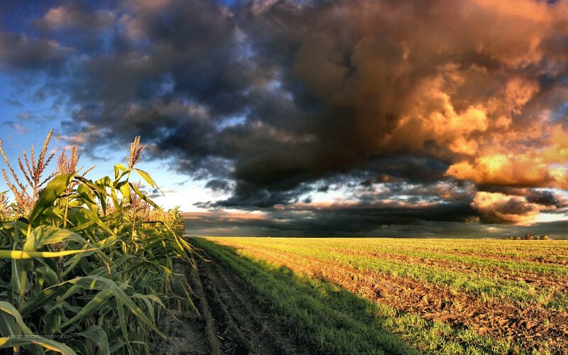 Cornfield under Stormy Sky — Blue, Dramatic, Sunset