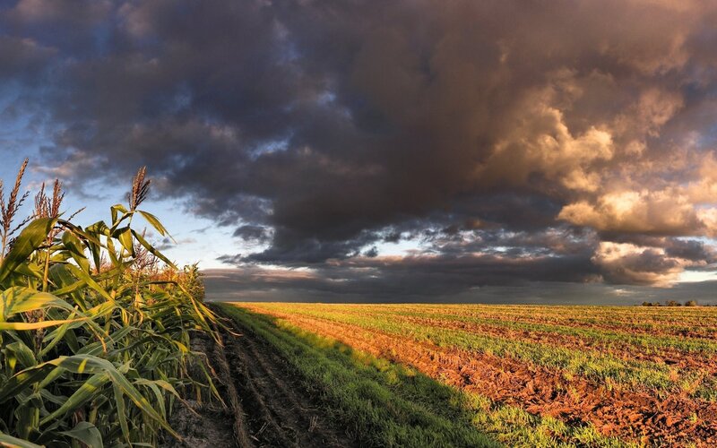 Cornfield under Stormy Sky — Brown, Dramatic