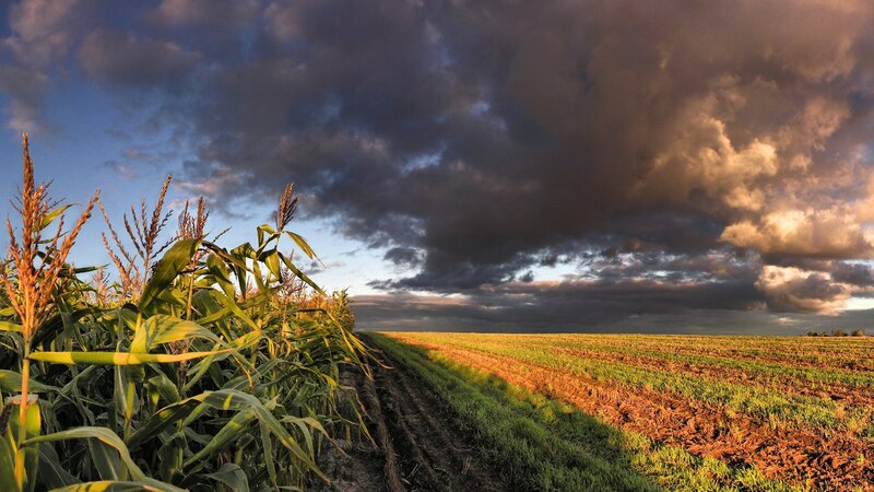 Cornfield under Stormy Sky — Dramatic