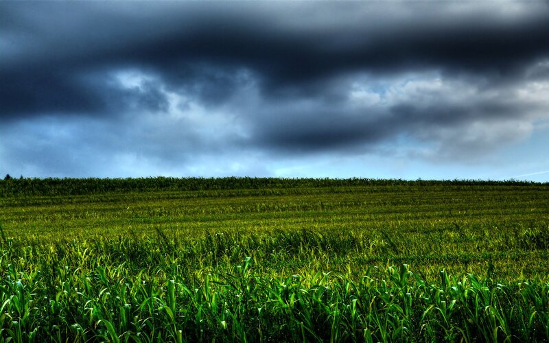 Cornfield under Stormy Sky — Green, Dramatic, Afternoon, Photograph, Clouds