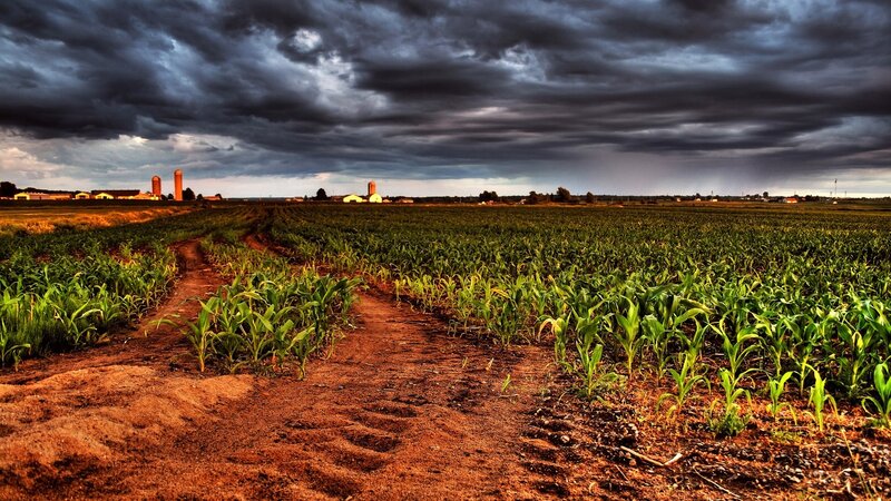 Cornfield under Stormy Sky — Green, Dramatic, Afternoon