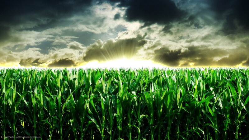 Cornfield under Stormy Sky — Green, Dramatic, Sunset