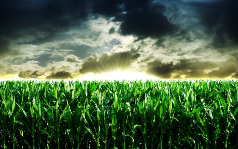 Cornfield under Stormy Sky — Green, Dramatic