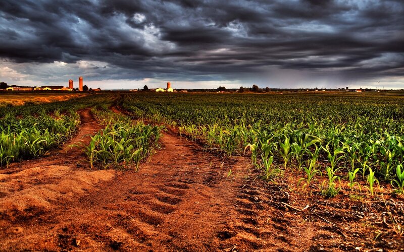 Cornfield under Stormy Sky — Green