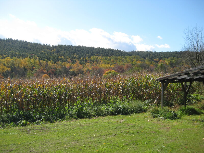 Cornfield with autumn forest