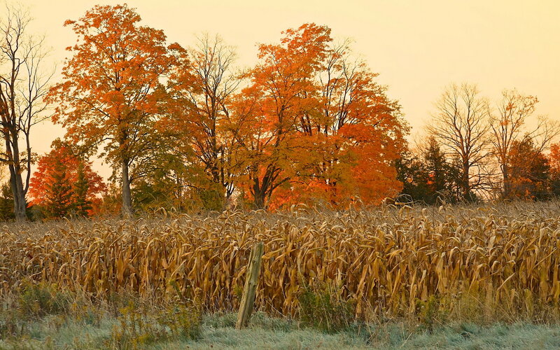 Cornfield with Autumn Trees