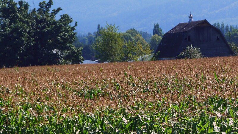 Cornfield with Barn — Green, Serene