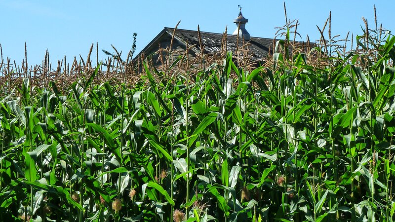 Cornfield with Barn — Green