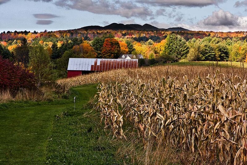 Cornfield with Barn