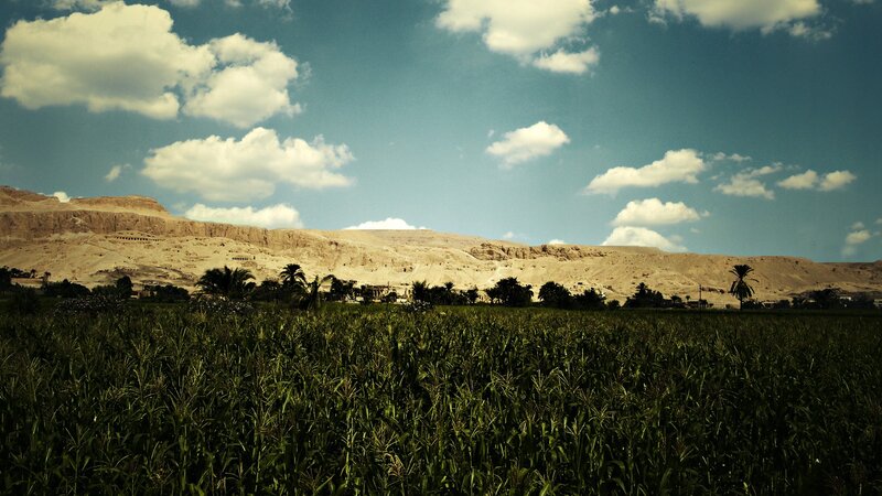 Cornfield with desert mountains