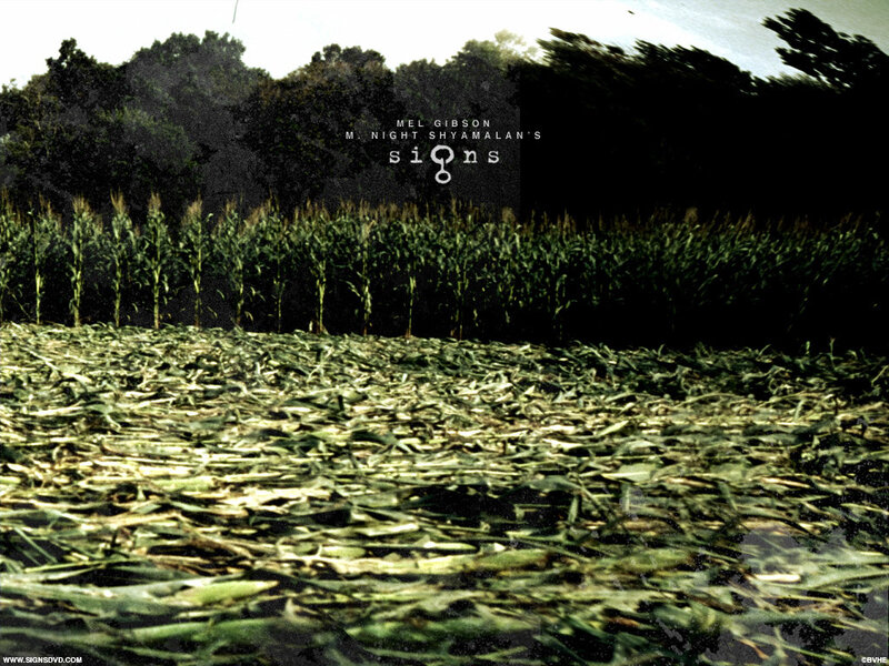 Cornfield with fallen leaves