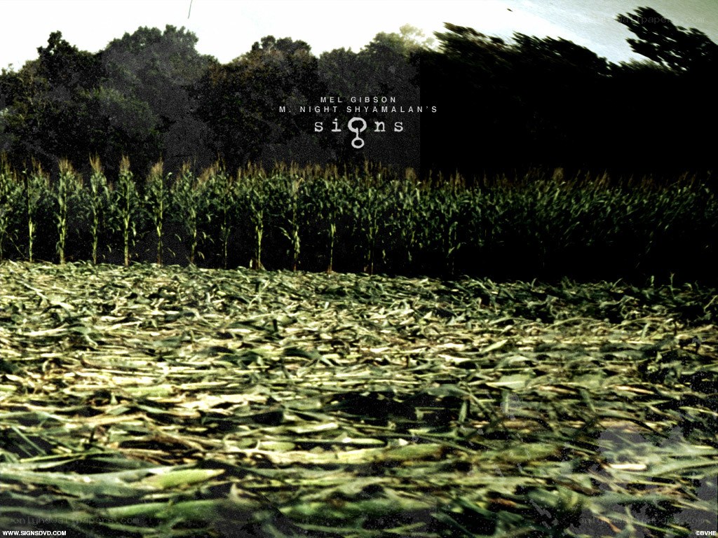 Cornfield with fallen leaves