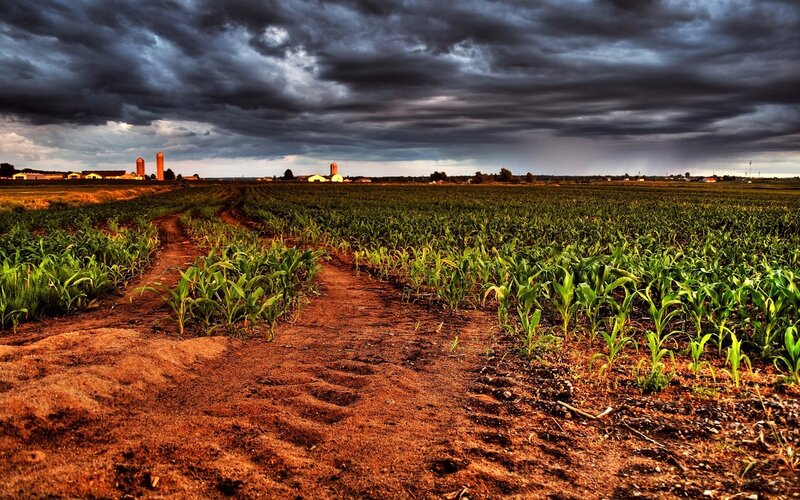 Cornfield with Farm — Green, Dramatic