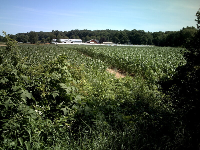 Cornfield with farm in background