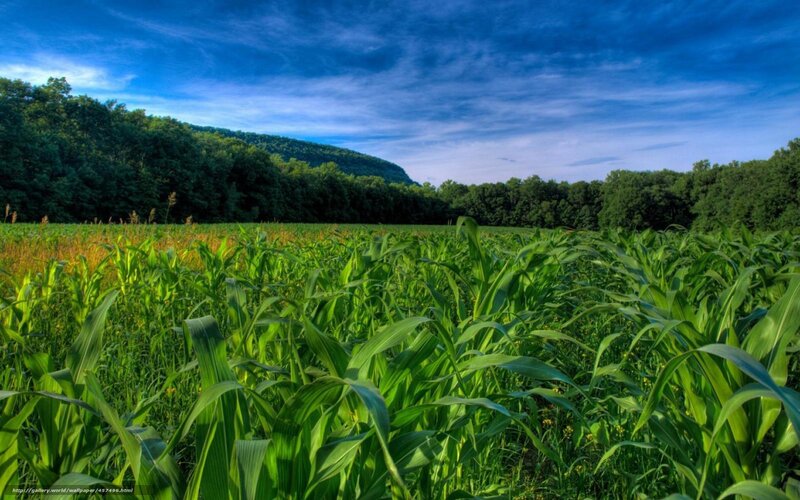 Cornfield with Forest