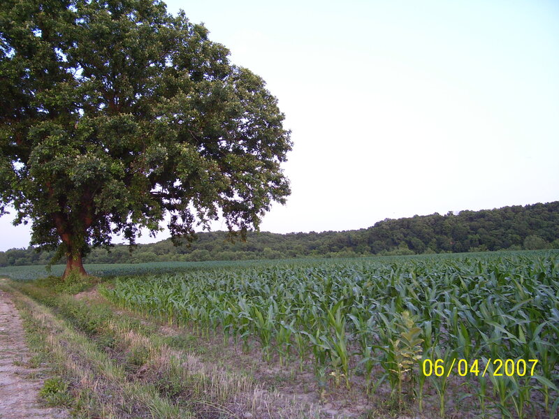 Cornfield with large tree