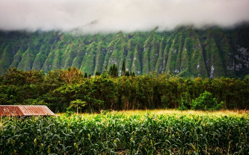 Cornfield with mountain backdrop