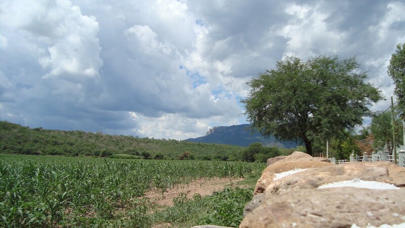 Cornfield with Mountains — Green, Dramatic