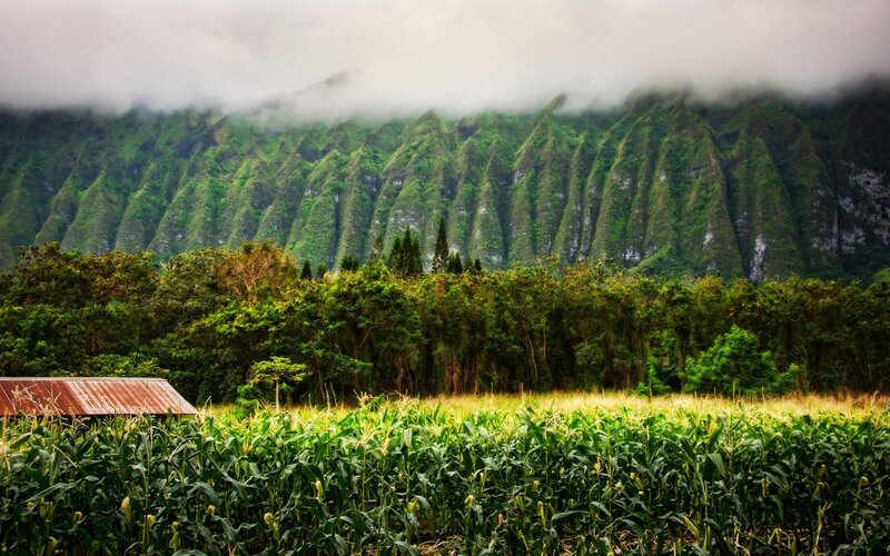 Cornfield with Mountains — Green, Serene, Photograph