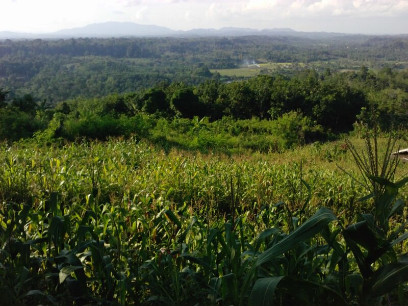 Cornfield with Mountains — Green