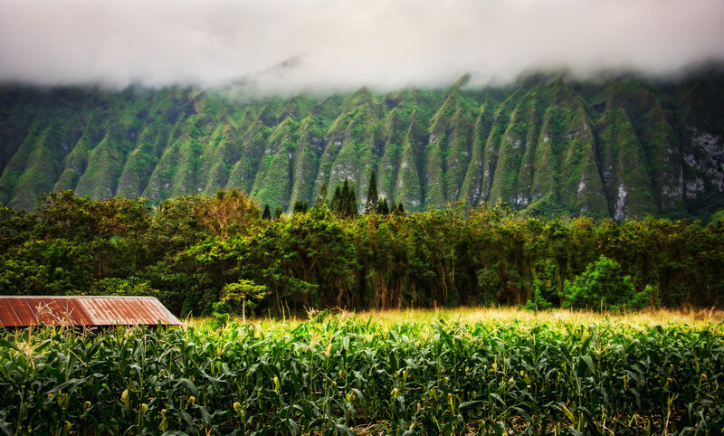 Cornfield with Mountains