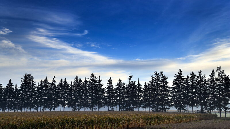 Cornfield with Pine Trees — Blue