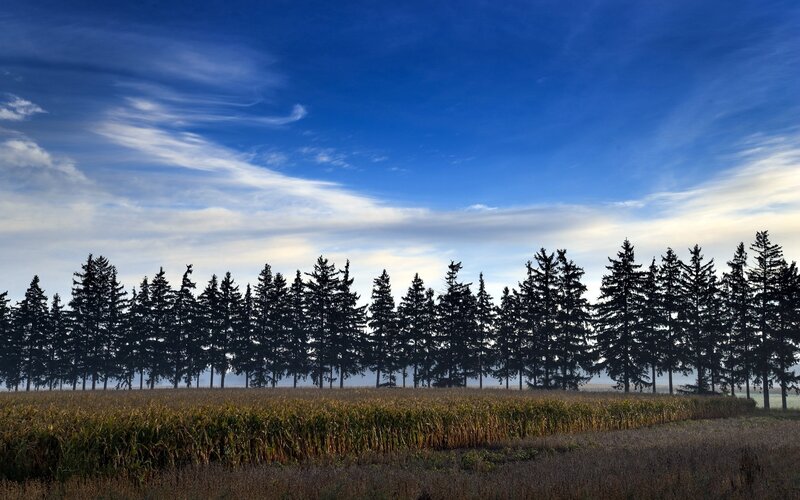 Cornfield with Pine Trees