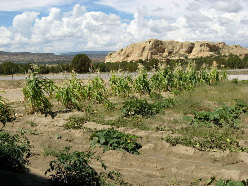 Cornfield with rock formation