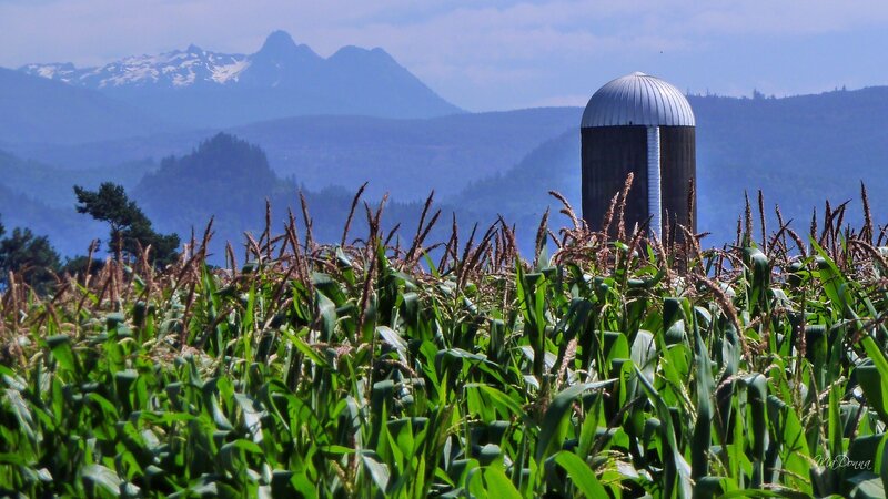Cornfield with Silo