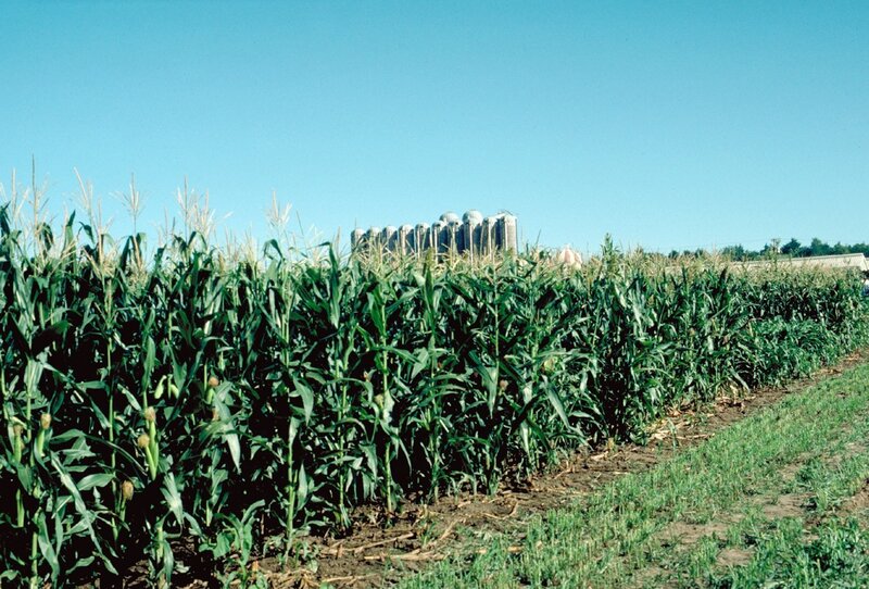 Cornfield with Silos — Green