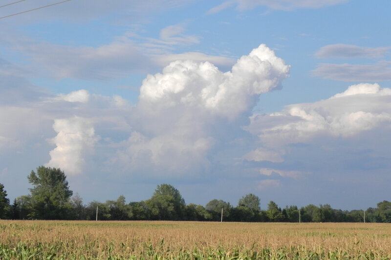 Cornfield with Storm Clouds