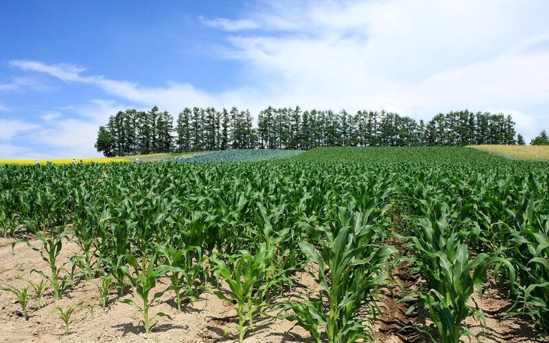 Cornfield with trees in background