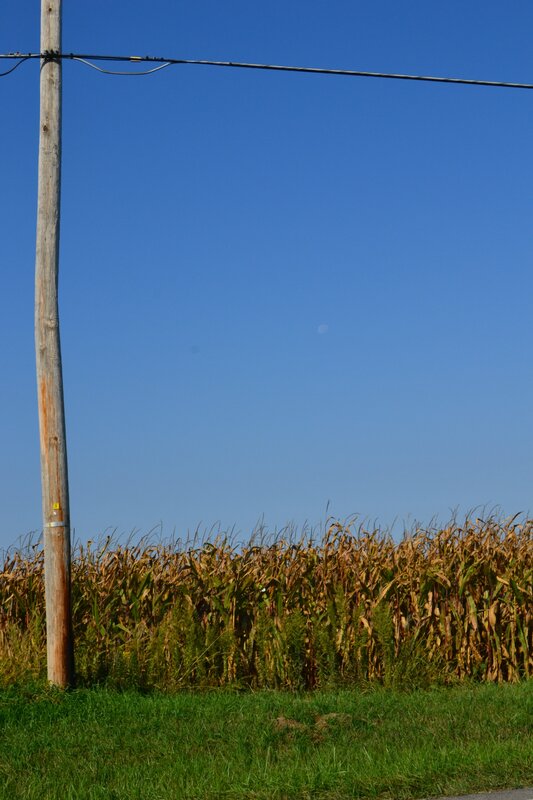 Cornfield with Utility Pole — Blue