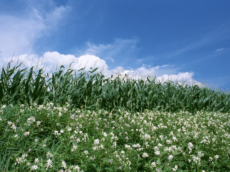 Cornfield with white flowers
