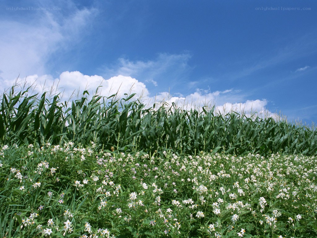 Cornfield with wildflowers
