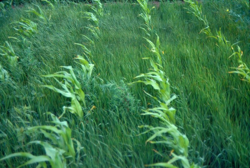 cornfield with wind damage