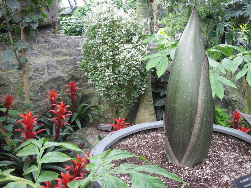 Corpse Flower in Bloom — Green