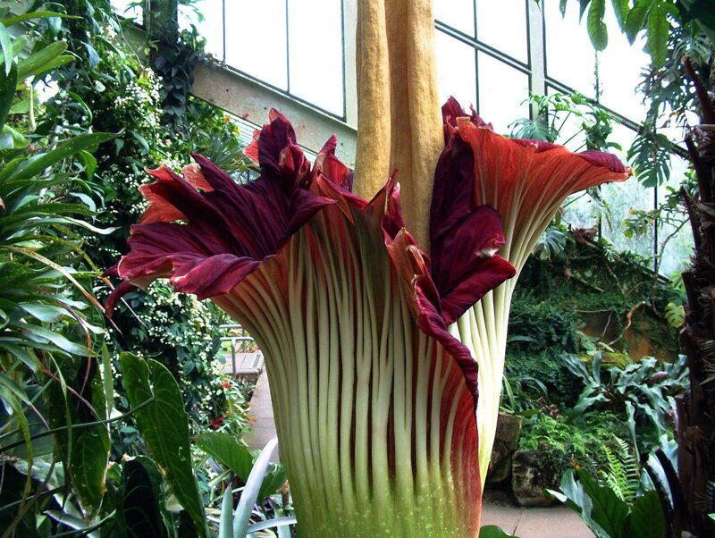Corpse Flower in Bloom