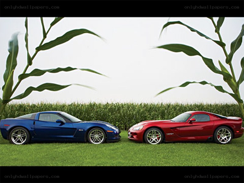 Corvette and Viper in a cornfield