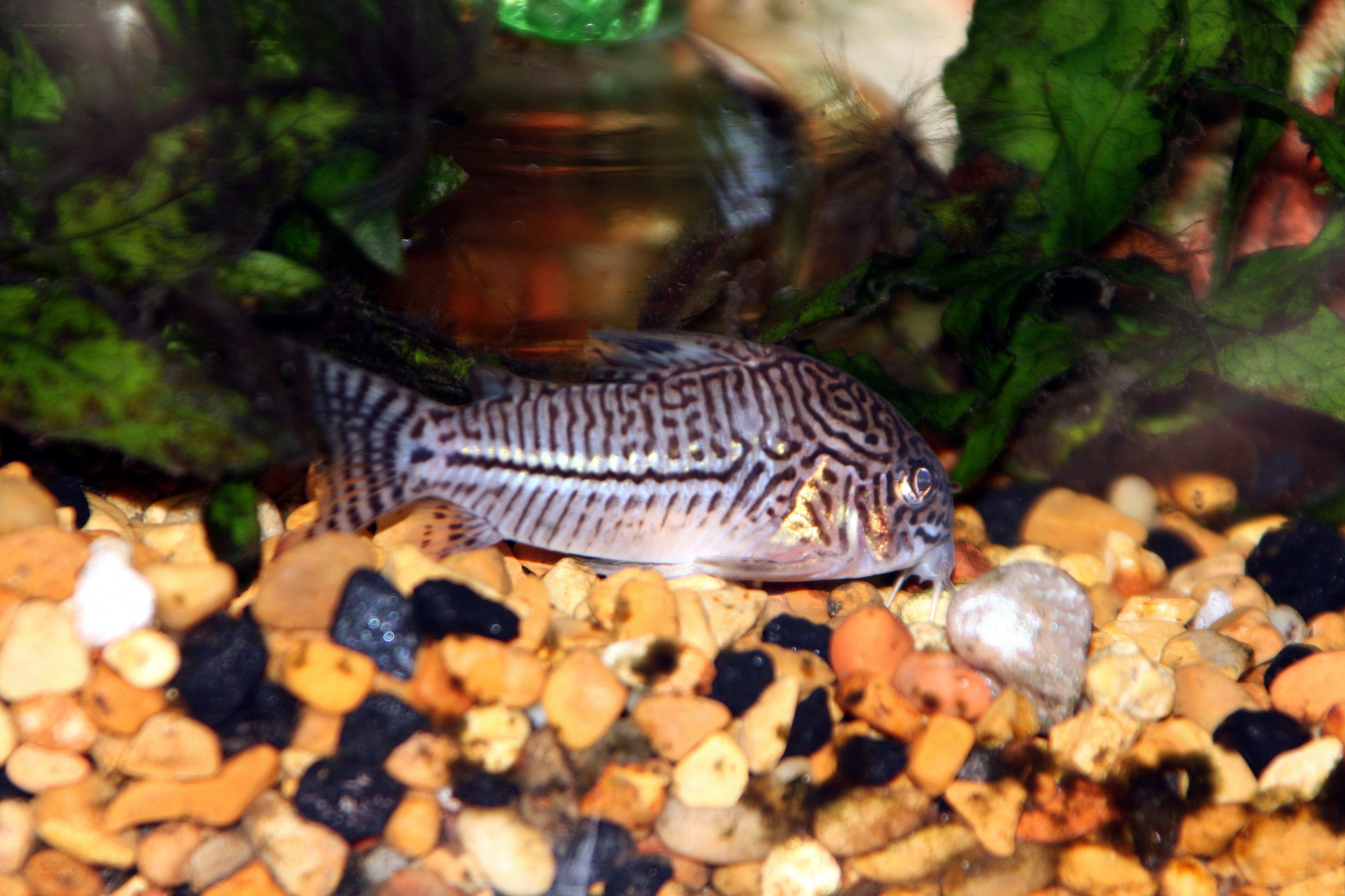 Cory catfish in aquarium