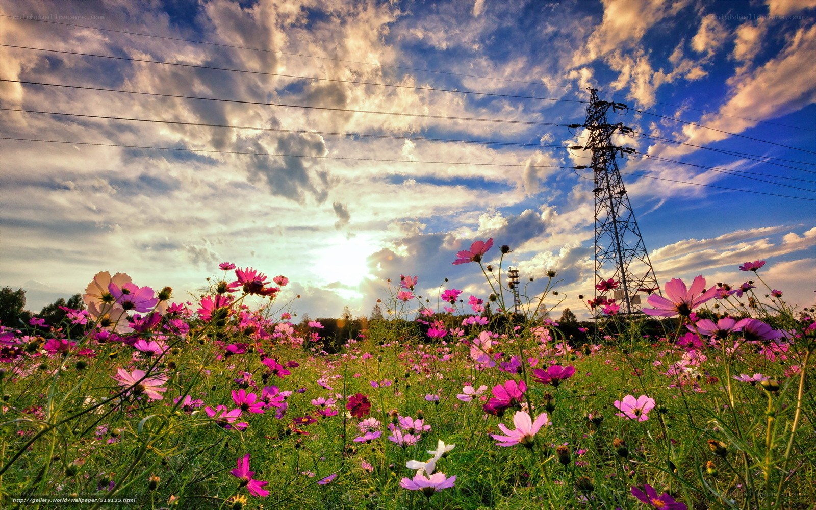Cosmos field at sunset
