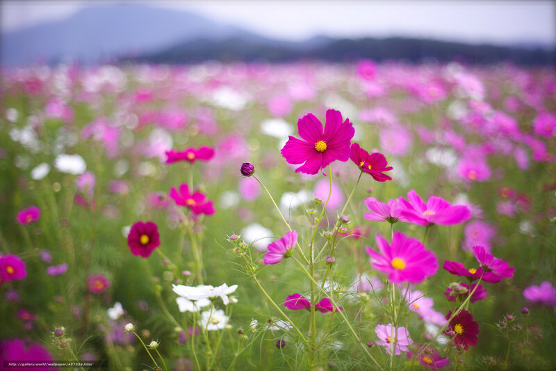 Cosmos field in bloom