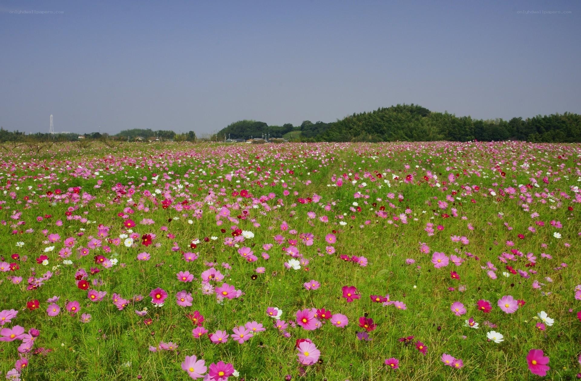 Cosmos field in full bloom