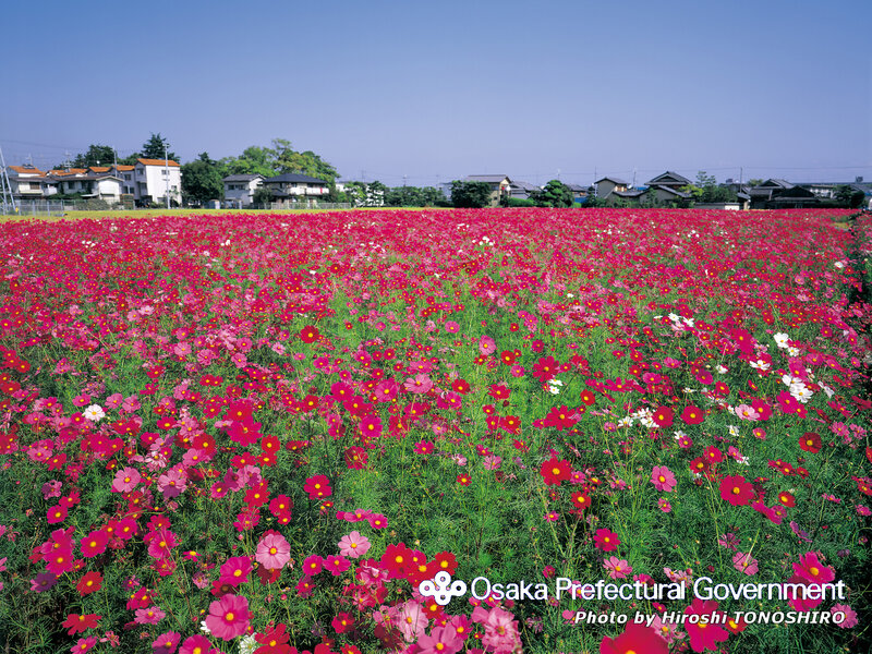 Cosmos field in Osaka