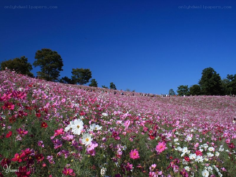 Cosmos field under blue sky