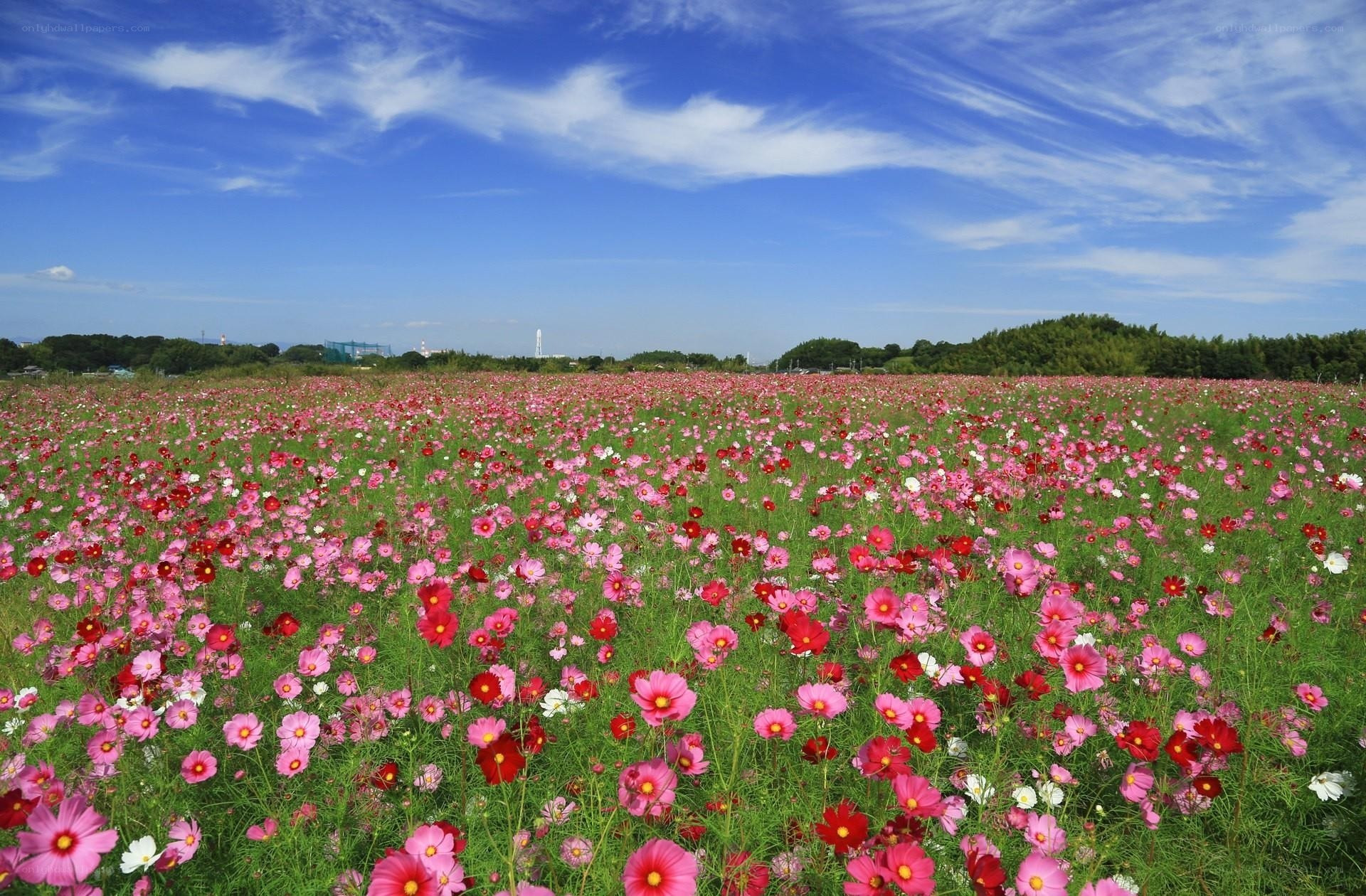 Cosmos field under blue sky