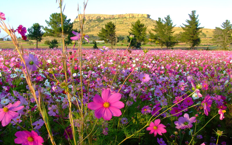 Cosmos field with mountain backdrop