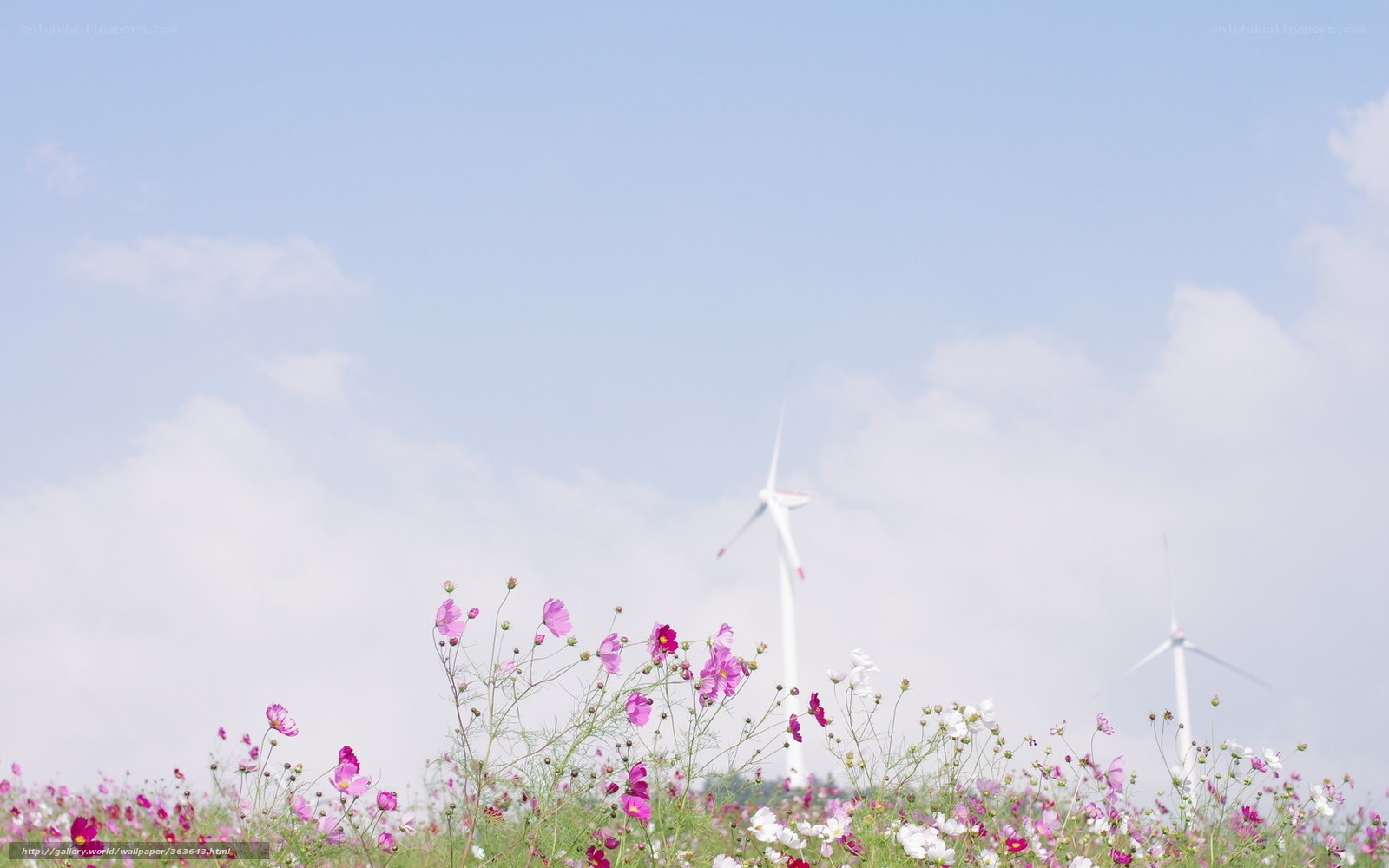 Cosmos field with wind turbines