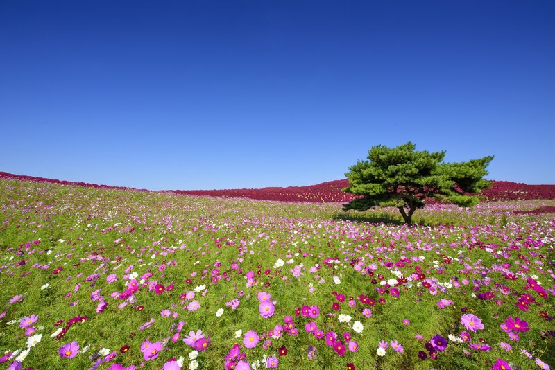 Cosmos Flower Field — Blue
