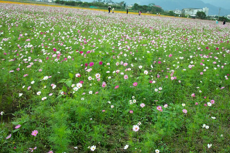 Cosmos Flower Field — Green